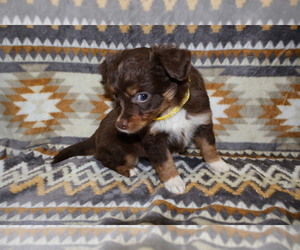 Medium Miniature Australian Shepherd