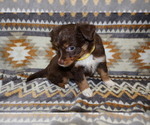 Puppy Firecracker Miniature Australian Shepherd
