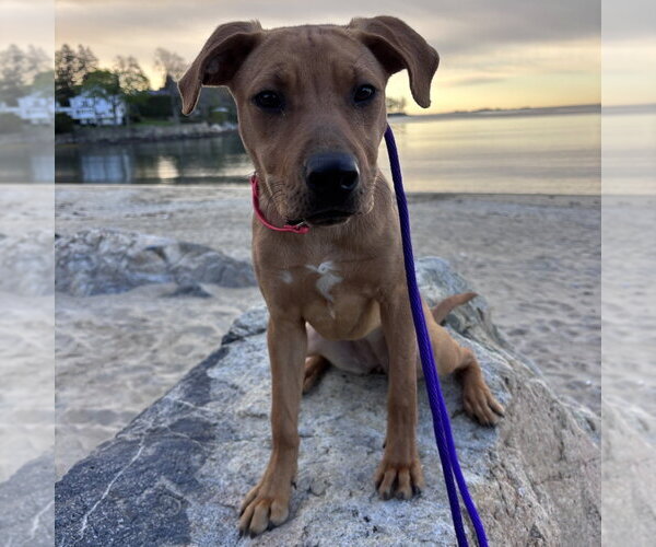 Medium Photo #7 Labrador Retriever-Unknown Mix Puppy For Sale in Boston, MA, USA