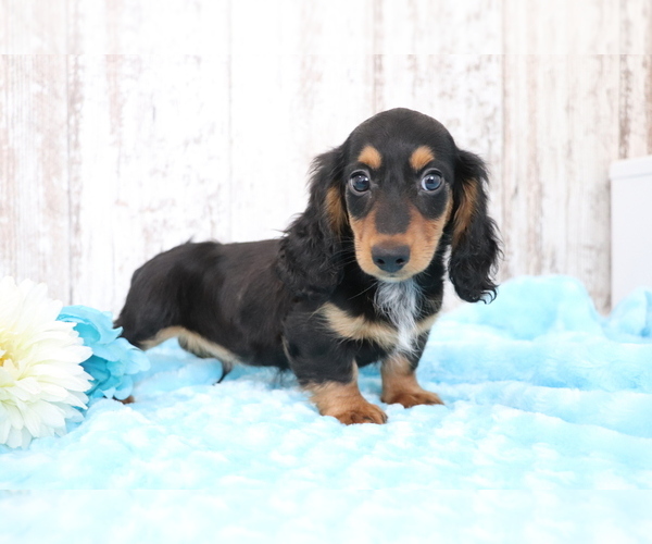 Medium Photo #4 Dachshund Puppy For Sale in SHILOH, OH, USA