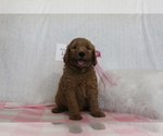 Puppy 2 Goldendoodle-Poodle (Standard) Mix