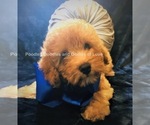 Small Photo #3 Goldendoodle Puppy For Sale in RUSKIN, FL, USA