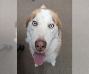 Huskies -Unknown Mix Dogs for adoption in Plano, TX, USA