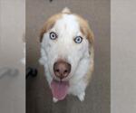 Small Huskies  Mix