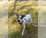 Small #7 Chihuahua Mix