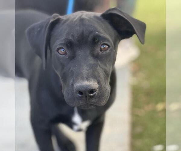 Medium Photo #1 Labrador Retriever-Unknown Mix Puppy For Sale in San Diego, CA, USA