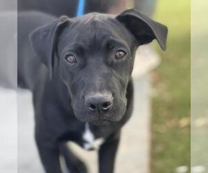 Medium Labrador Retriever Mix