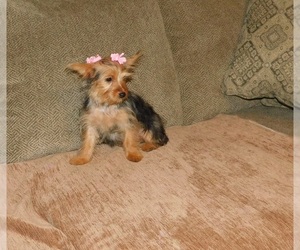 Yorkshire Terrier Puppy for sale in CENTERVIEW, MO, USA