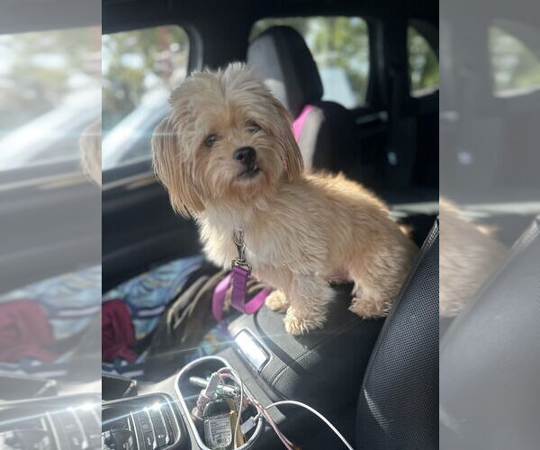 Medium Photo #2 Zuchon Puppy For Sale in West Palm Beach, FL, USA