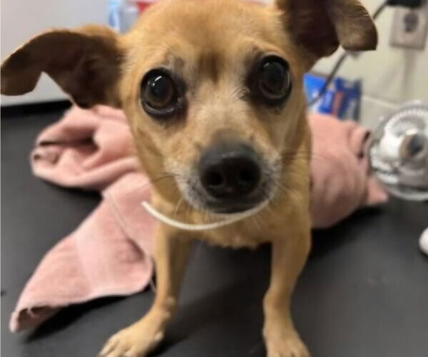 Medium Photo #6 Chihuahua-Unknown Mix Puppy For Sale in Farmington, MN, USA