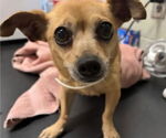 Small #5 Chihuahua Mix