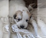 Small Photo #93 Great Pyrenees Puppy For Sale in FALCON, CO, USA