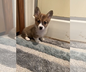 Pembroke Welsh Corgi Puppy for sale in BREMEN, MN, USA