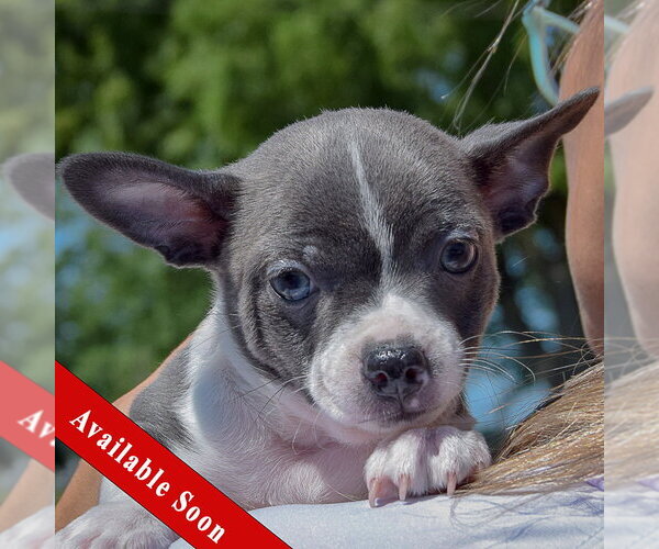 Medium Photo #1 Jack-Rat Terrier Puppy For Sale in Huntley, IL, USA