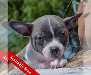 Jack-Rat Terrier Dogs for adoption in Huntley, IL, USA