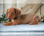 Puppy Dazzle Dachshund