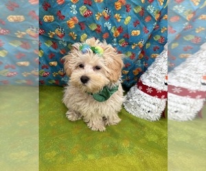 Maltipoo Puppy for sale in LANCASTER, MO, USA