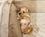 Small Photo #3 Morkie Puppy For Sale in VALDOSTA, GA, USA