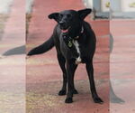 Small #7 Labrador Retriever Mix
