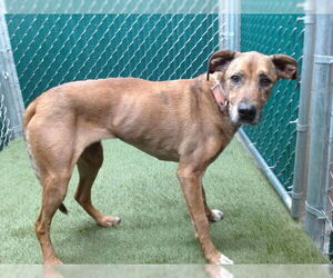 German Shepherd Dog-Unknown Mix Dogs for adoption in Downey, CA, USA