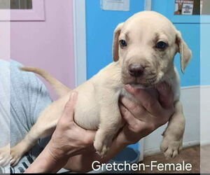 American Pit Bull Terrier-American Staffordshire Terrier Mix Dogs for adoption in Wenonah, NJ, USA