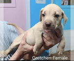 Small American Pit Bull Terrier-American Staffordshire Terrier Mix
