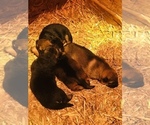 Small Photo #11 German Shepherd Dog Puppy For Sale in BRUSH PRAIRIE, WA, USA