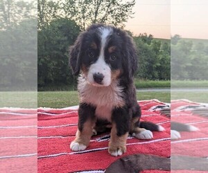 Bernese Mountain Dog Puppy for sale in FREDERICKSBG, OH, USA