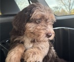 Puppy Pumpkin F2 Aussiedoodle