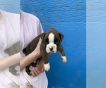 Small Photo #9 Boxer Puppy For Sale in LINTON, IN, USA