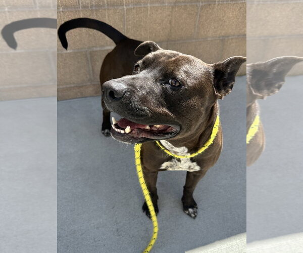 Medium Photo #2 American Pit Bull Terrier Puppy For Sale in Salinas, CA, USA