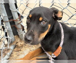 Doberman Pinscher Dogs for adoption in Tulsa, OK, USA
