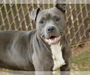 American Staffordshire Terrier Dogs for adoption in Tallahassee, FL, USA