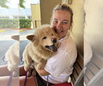 Small #3 Chow Chow