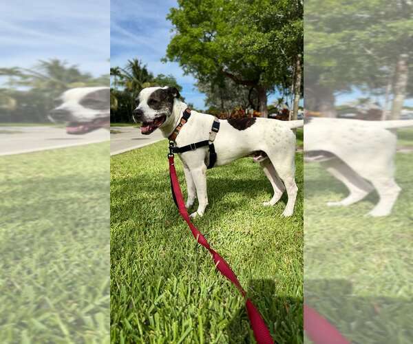 Medium Photo #2 Mutt Puppy For Sale in Pompano Beach , FL, USA