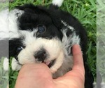 Small #13 Aussiedoodle Miniature 