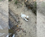 Small #6 Schweenie