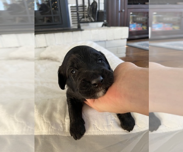 Medium Photo #8 Australian Shepherd-Goldendoodle Mix Puppy For Sale in WESTMINSTER, MD, USA