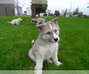 Alaskan Husky-German Shepherd Dog Mix Puppy for sale in BRADFORD, IL, USA