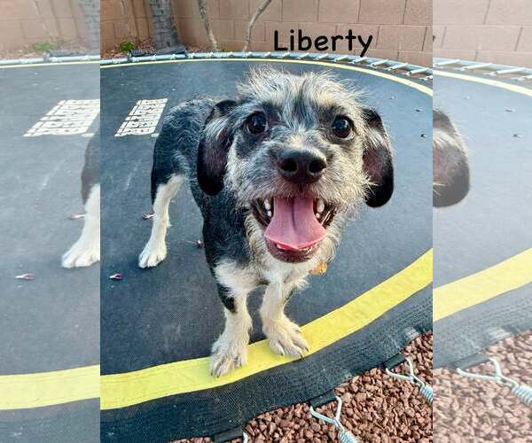 Medium Photo #7 Border Terrier-Unknown Mix Puppy For Sale in Cave Creek, AZ, USA