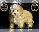 Small #7 Maltipoo