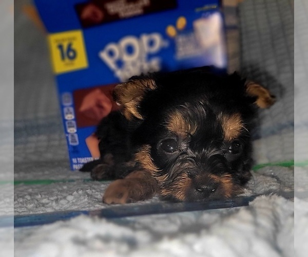 Medium Photo #251 Yorkshire Terrier Puppy For Sale in AKRON, OH, USA