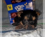 Small Photo #251 Yorkshire Terrier Puppy For Sale in AKRON, OH, USA