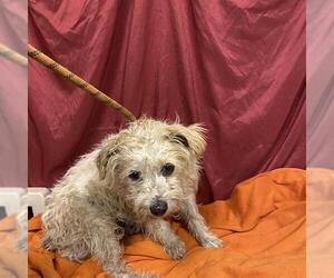 Medium Poodle (Miniature) Mix