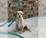 Small #6 Norfolk Terrier Mix
