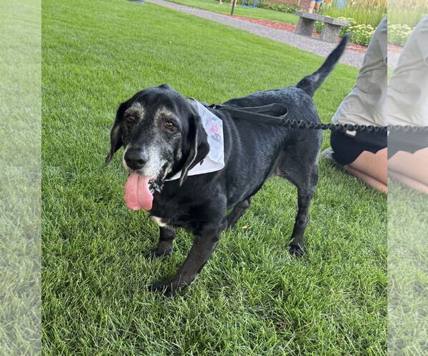 Medium Photo #10 Basset Hound-Labrador Retriever Mix Puppy For Sale in Brooklyn Center, MN, USA