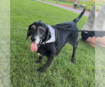 Small #9 Basset Hound-Labrador Retriever Mix
