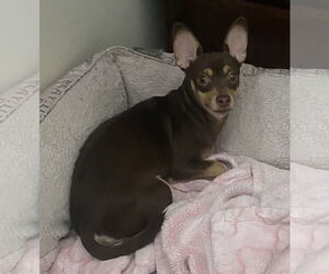 Chipin Dogs for adoption in Phoenix, AZ, USA