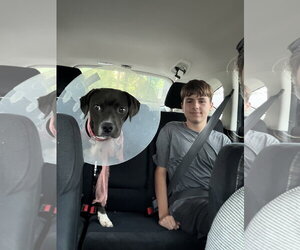 Zeus - Male Boxer Dog for Adoption - Photo #6