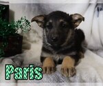 Small Photo #1 German Shepherd Dog Puppy For Sale in jasper, AR, USA